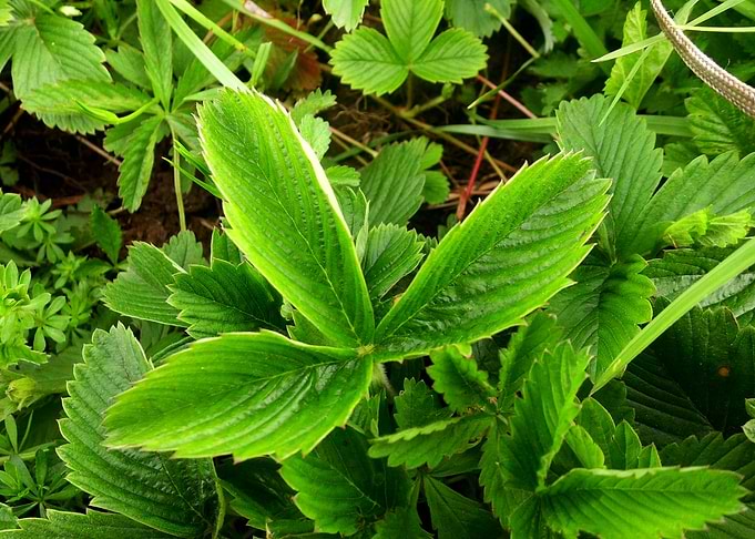 Berry leaves
