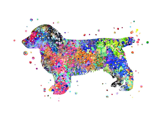 Clumber Spaniel