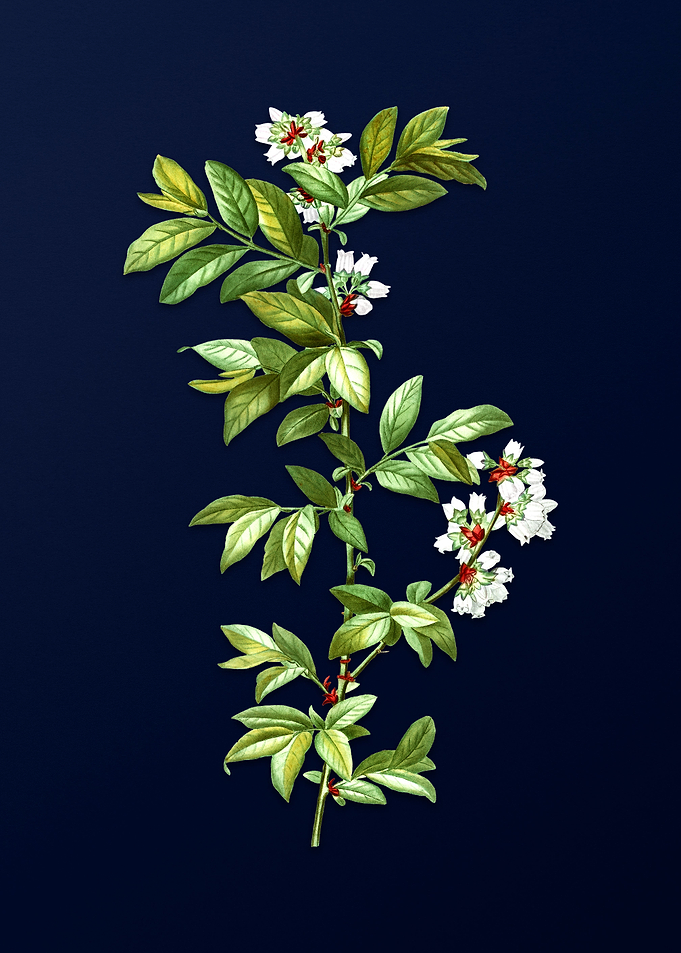Rabbit Eye Blueberry