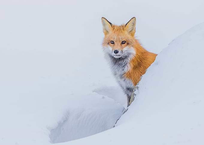 Animal Fox