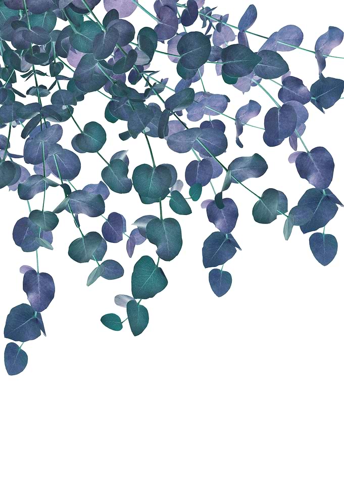 Eucalyptus Delight 3