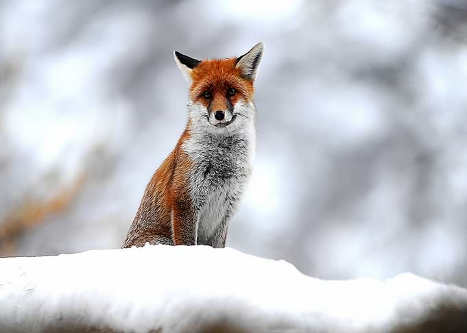 Animal Fox