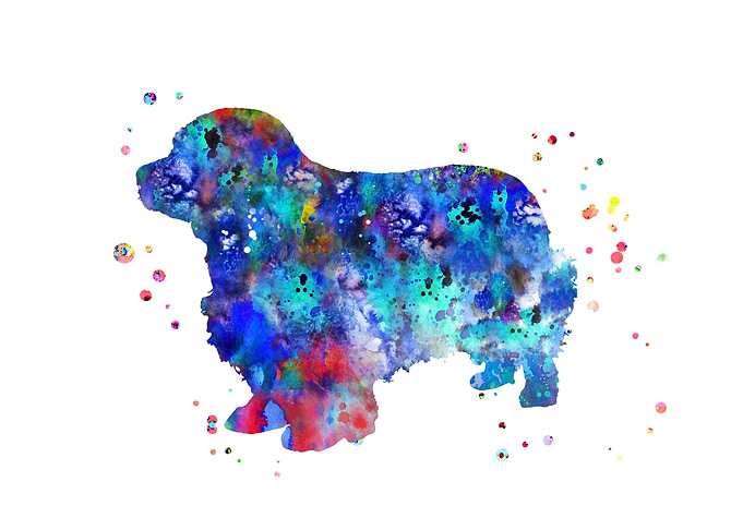 Clumber Spaniel