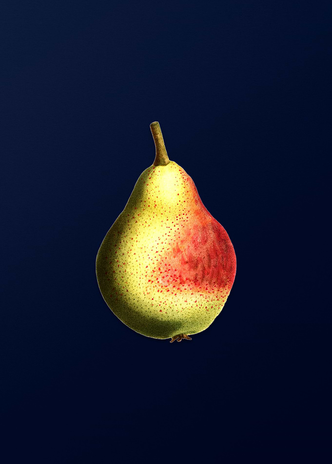 Vintage Pear on Deep Blue