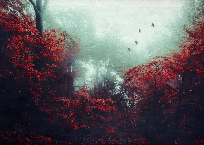 barrier enchanted woodland