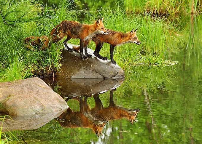 Animal Fox