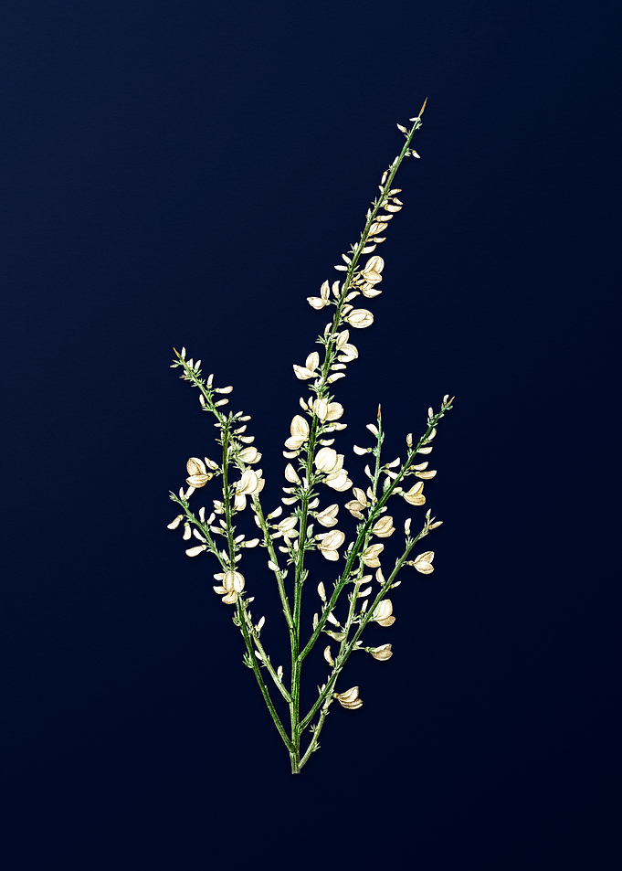 Vintage White Broom