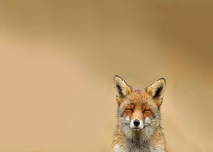 Animal Fox