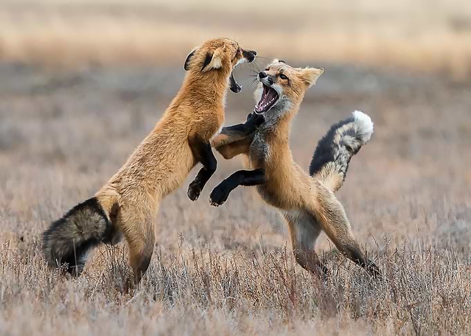 Animal Fox