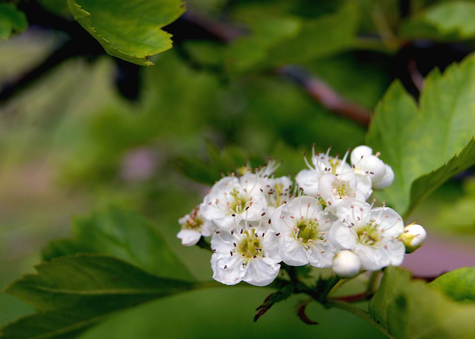 cherry blossom