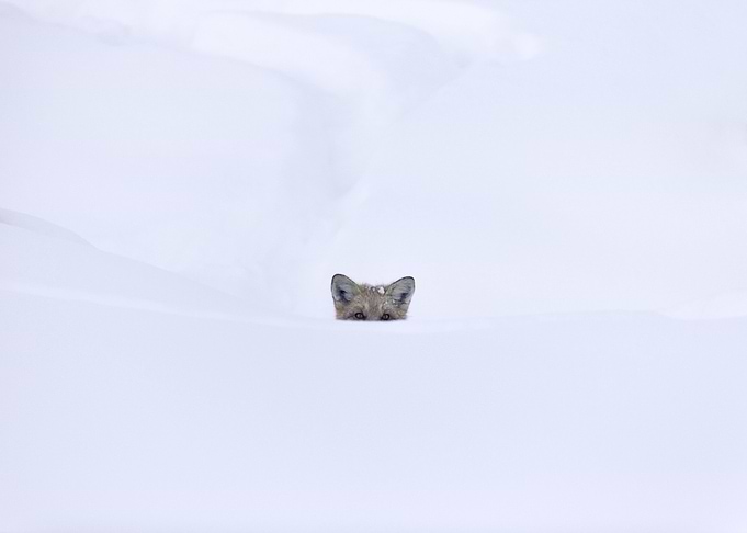 Animal Fox