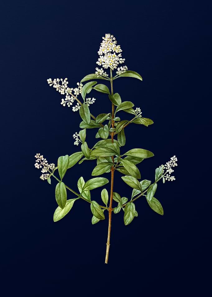 Vintage Wild Privet