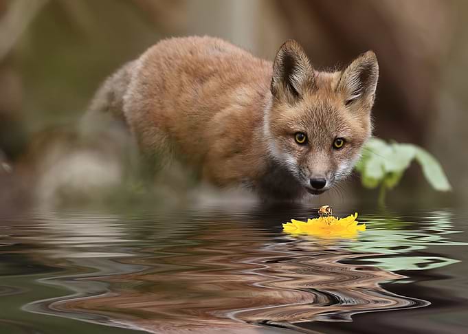Animal Fox