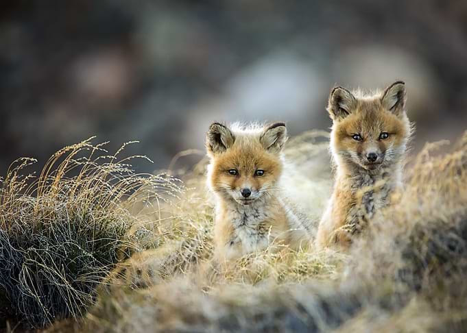 Animal Fox