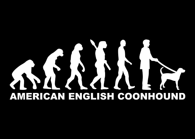 American English Coonhound