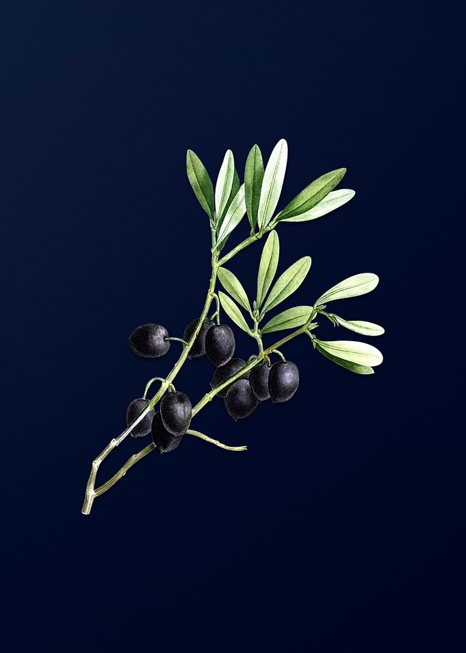 Blue Vintage Olive Branch