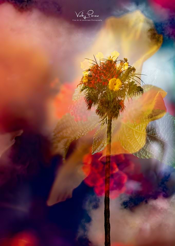 palm
