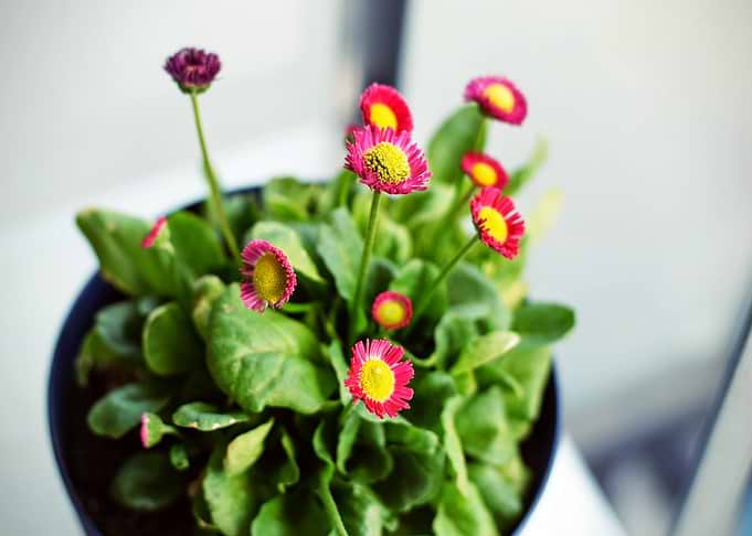 pot green red flower