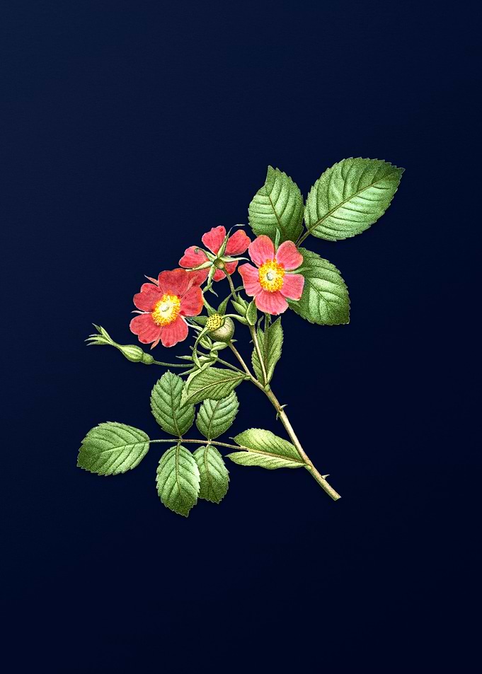 Vintage Redleaf Rose