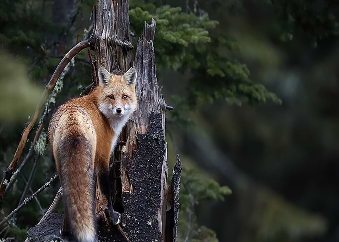 Animal Fox