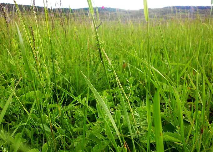 Green field