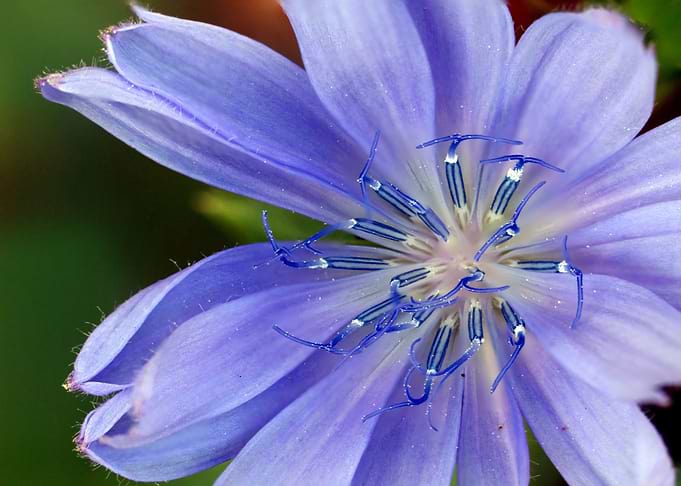 blue white bloom