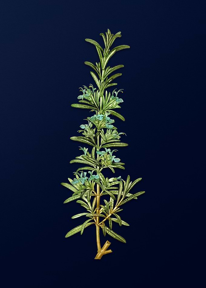 Vintage Rosemary on Blue