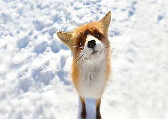 Animal Fox