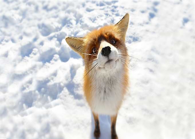 Animal Fox