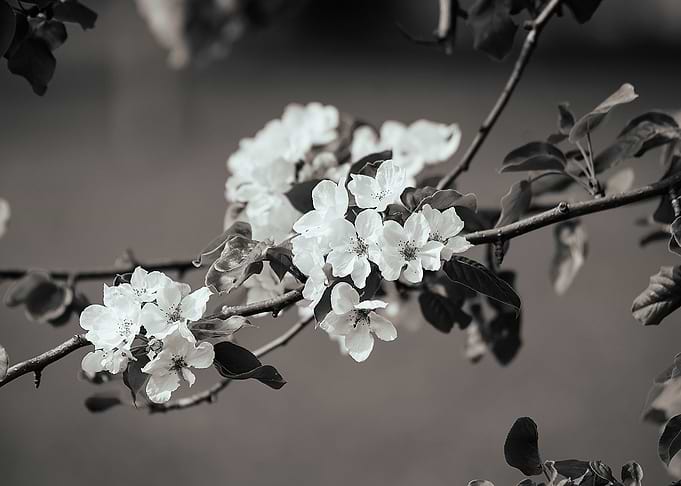 Flowering in Spring Garden