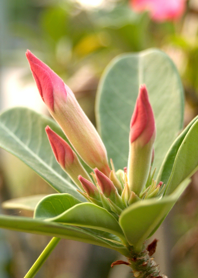 red tulip green