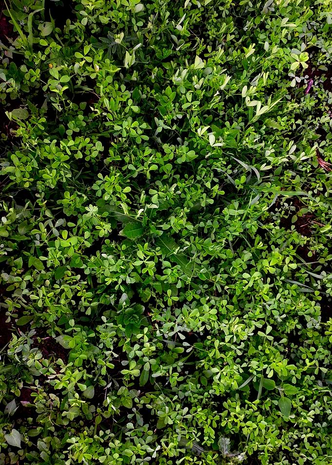 Clover top view