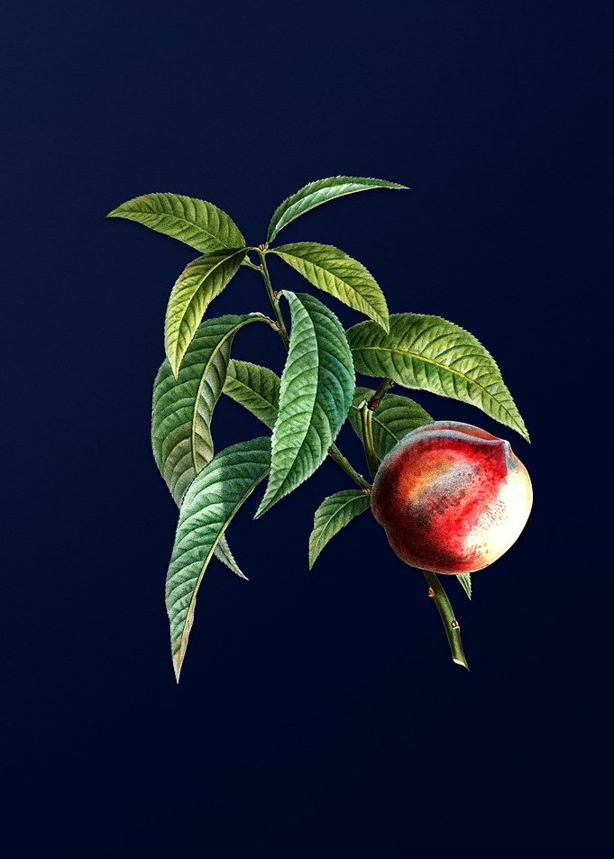 Vintage Peach on Deep Blue