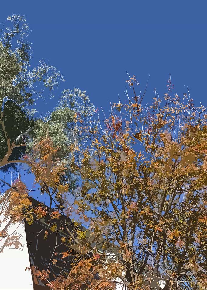 Autumn Leave Contrast