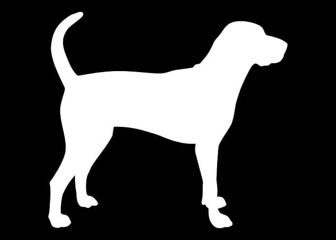 American English Coonhound