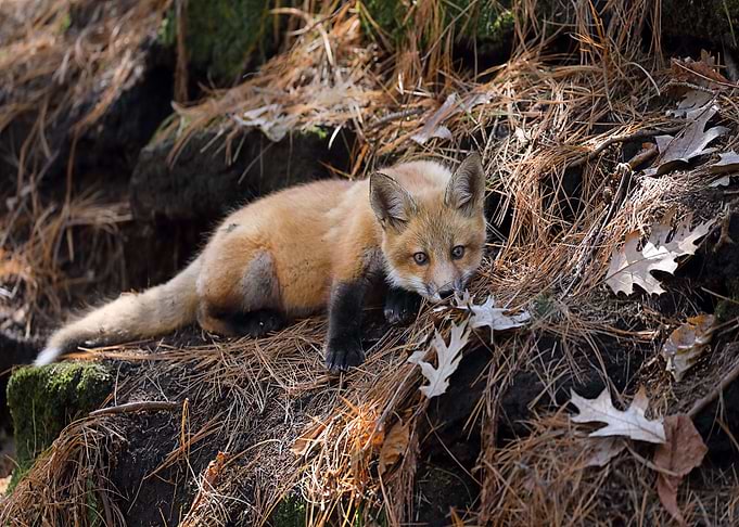 Animal Fox