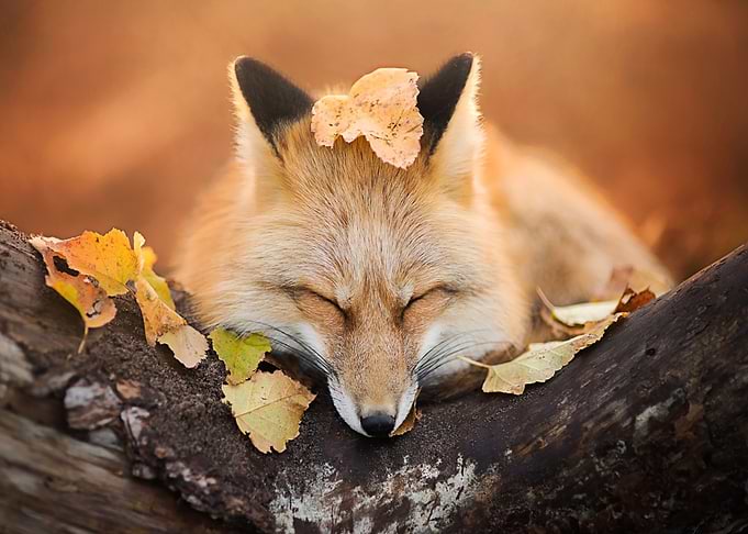Animal Fox