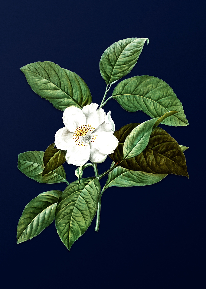 Vintage Stewartia Tree