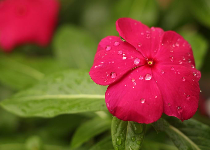 flower red petaled rain