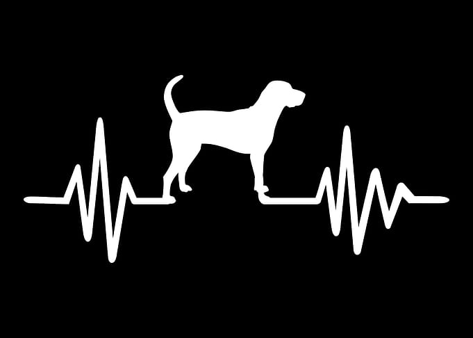 American English Coonhound