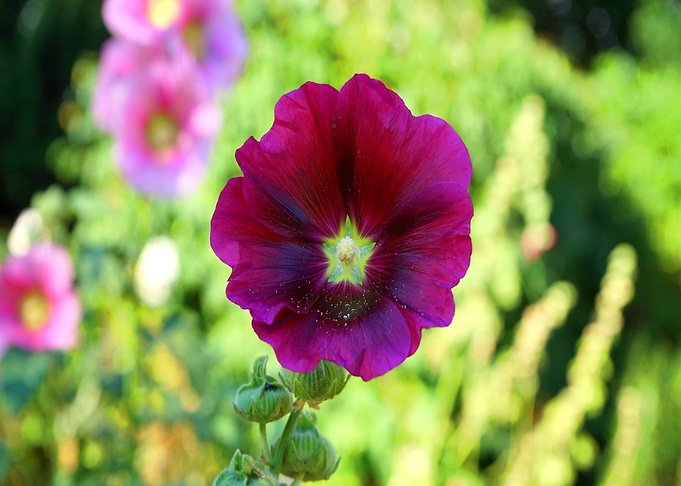 red pink flower