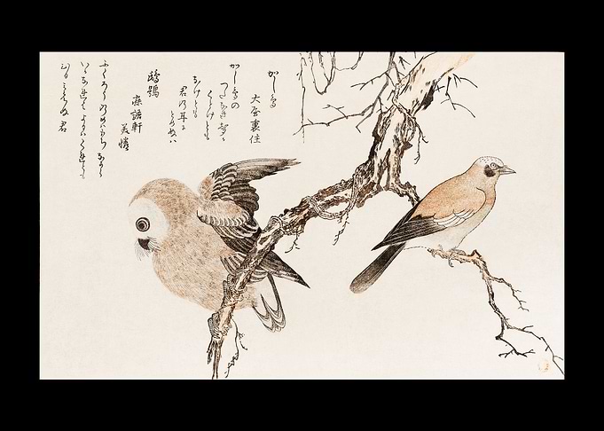 Kashidori Fukuro