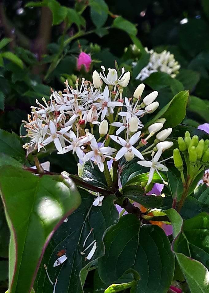 White flower