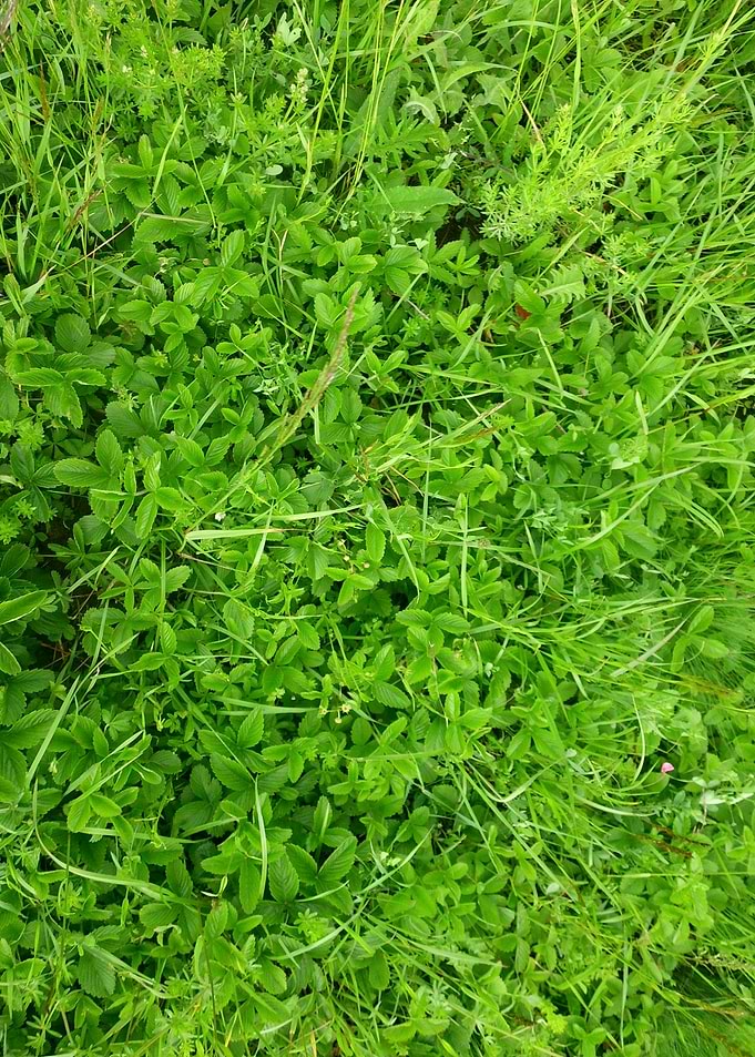 Green grass cover