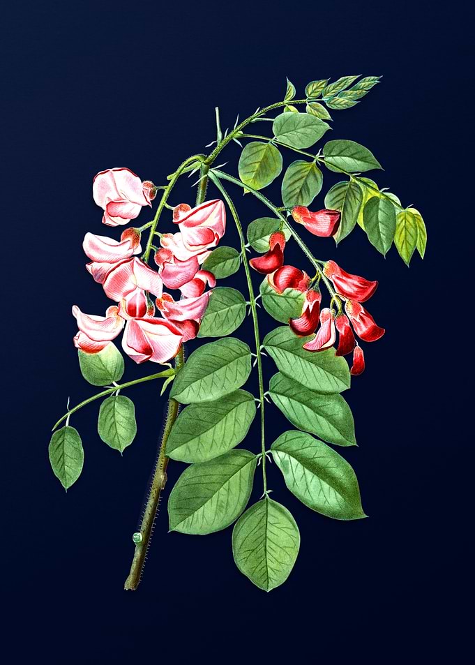 Robinier Rose Bloom