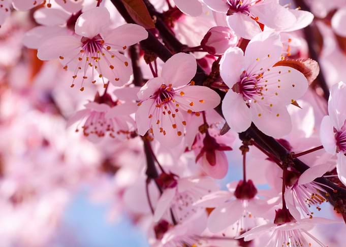 cherry blossom