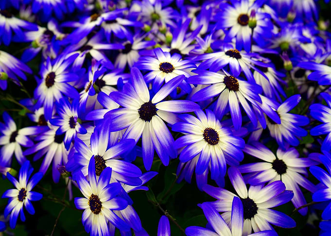 blue bloom flower