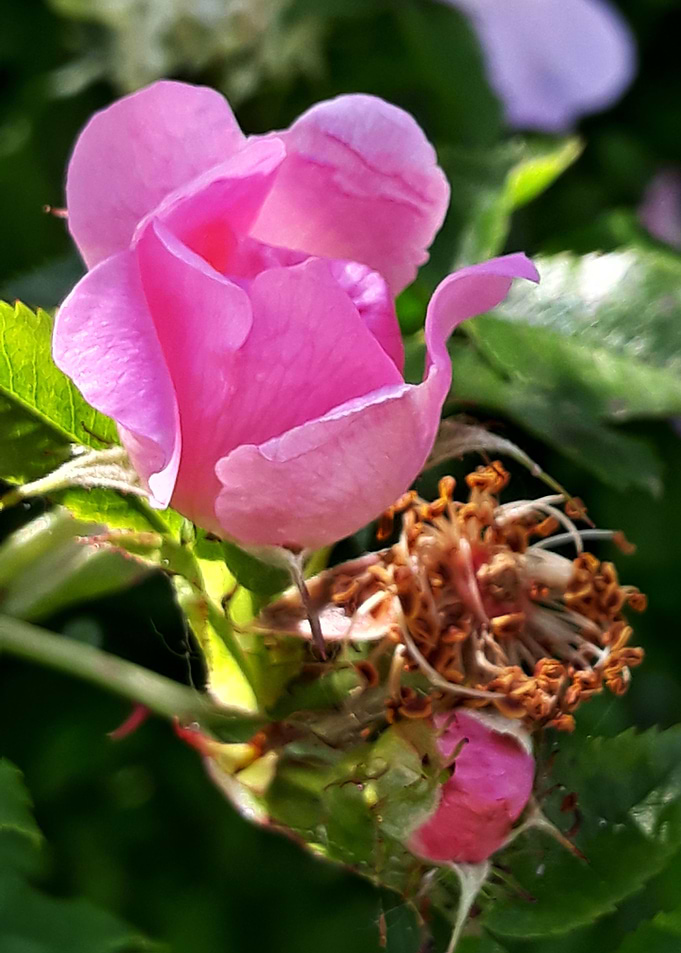 Pink rose