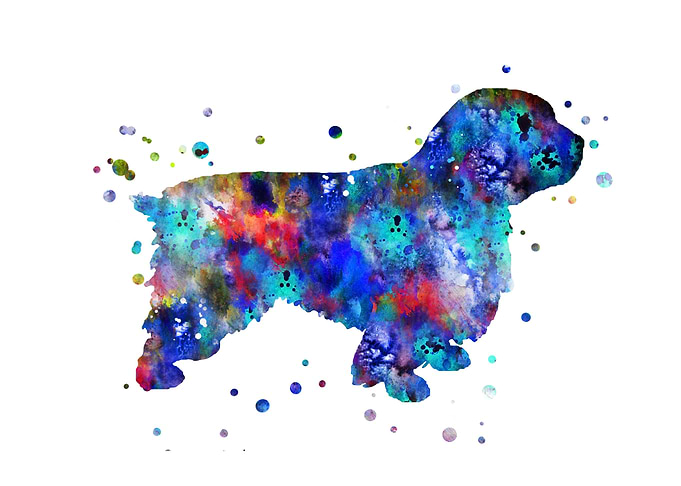 Clumber Spaniel
