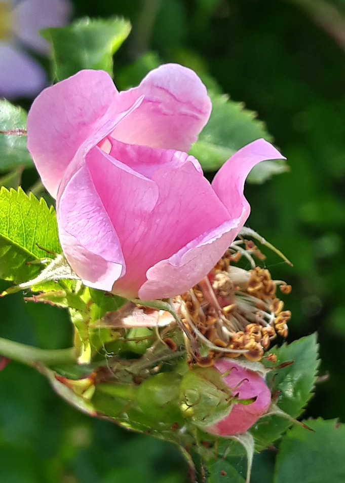 Bloom